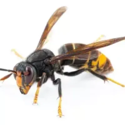 Vespa Velutina