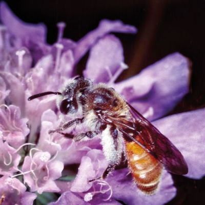 Wildbienen
