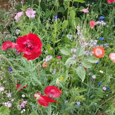 Bienenweide und Naturschutz