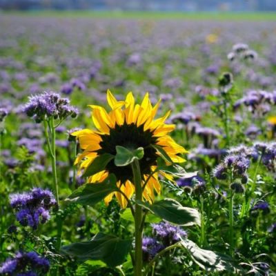 Bienenweide und Naturschutz